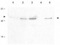 Anti-Cyclin B1 pS126 (RABBIT) Antibody